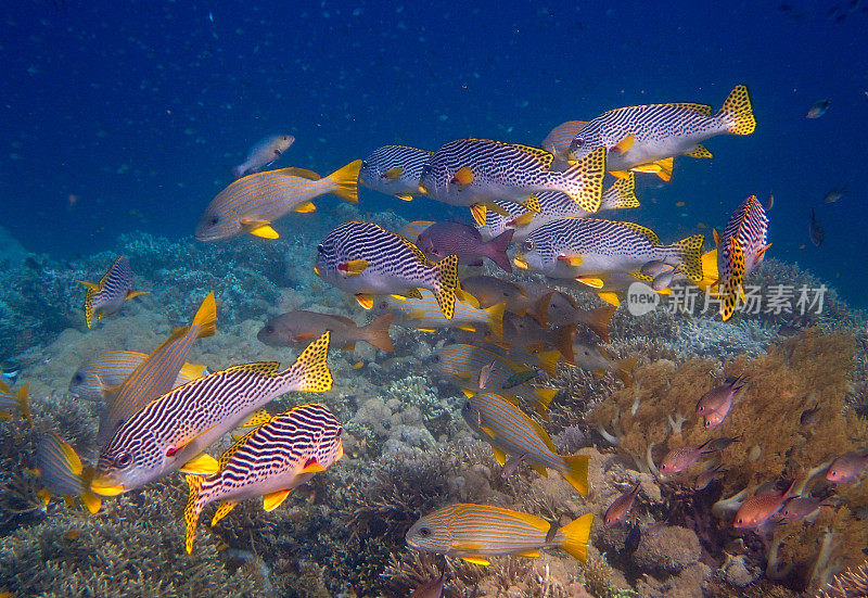 黄带鲷(Plectorhinchus lineatus)和黄条纹鲷(Plectorhinchus chrysotaenia)